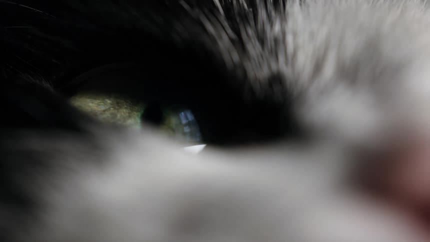 An extreme macro shot reveals the mesmerizing detail of a cat's green eye as it slowly comes into focus