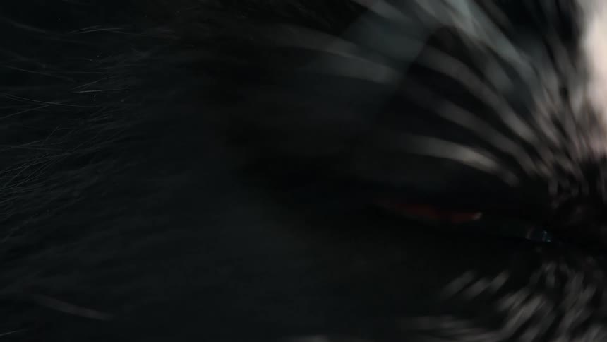A mesmerizing extreme close-up of a black animal's eye slowly blinking shut in the dark