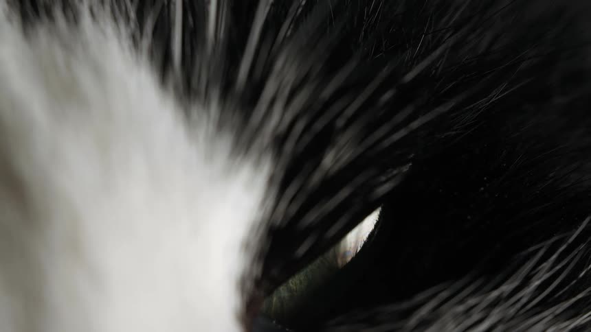 Extreme macro shot of a black and white cat's green eye as the pupil slowly dilates