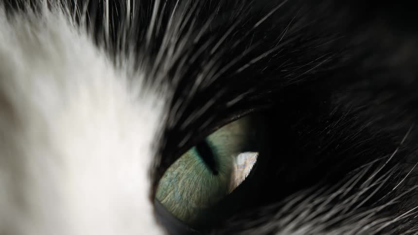 A dramatic macro shot reveals the intricate details of a green cat's eye surrounded by black and white fur