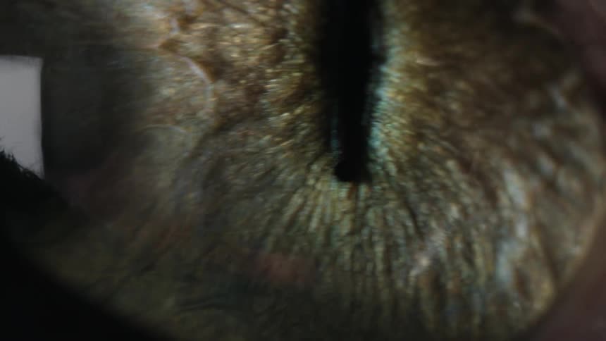 An extreme macro shot focuses on the intricate, textured iris and vertical pupil of a cat's eye