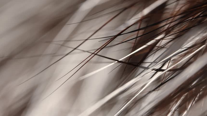 An abstract macro close-up of soft animal fur with white and brown hairs