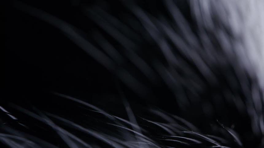 A moody, extreme close-up, macro shot of dark, thin hair strands creating an abstract visual against a dark background