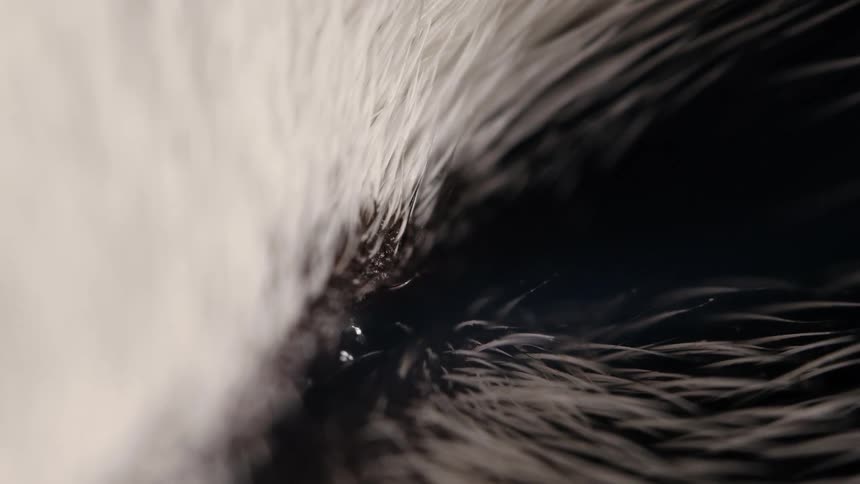 An extreme macro close-up of a blinking eye on a black and white animal
