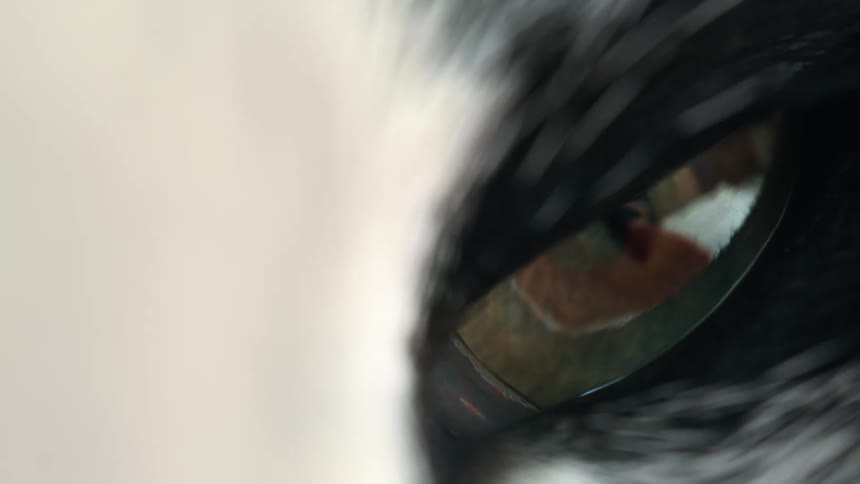 An extreme macro close-up of a black and white cat's green eye as it slowly blinks, revealing the third eyelid