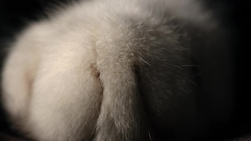 An extreme close-up macro shot shows the soft white fur on a sleeping cat's paw