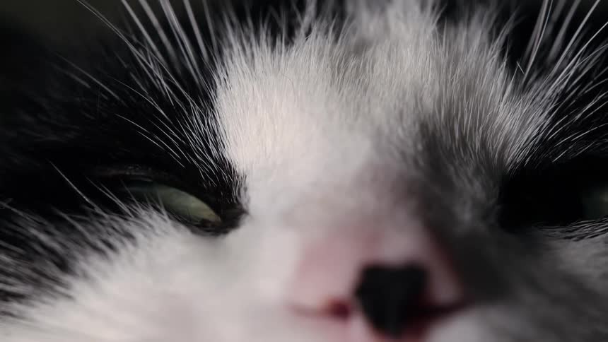 Extreme close-up of a sleepy black and white cat slowly closing its green eye and falling asleep