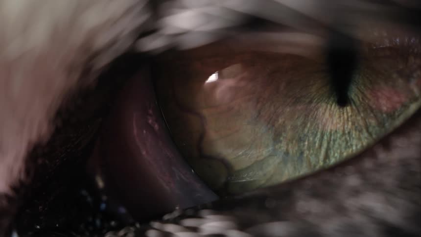 The menacing eye of a creature is filmed in a slow-motion cinematic macro shot