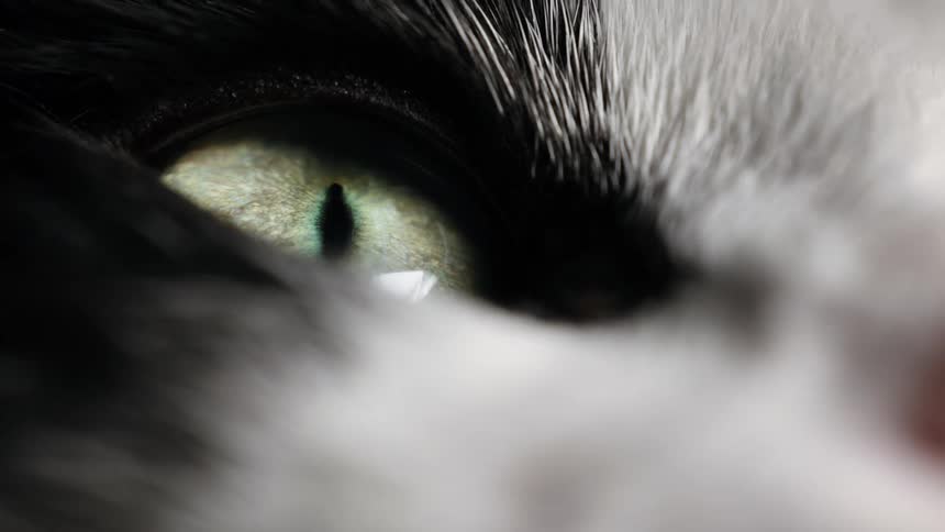 An extreme close-up macro shot of a black and white cat's intense green eye, with the pupil dilating