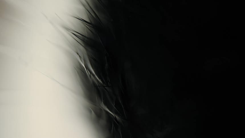 An extreme macro close up of delicate black fibers against a soft white background, creating an abstract and textured look