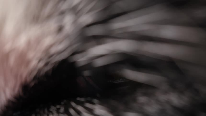 An extreme macro close-up shot focuses on the intricate details of a wild animal's eye as it reacts to light