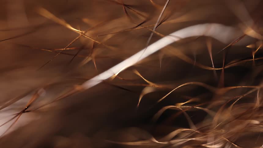 An abstract macro shot of dry, golden-brown fibers creates a warm and textured background