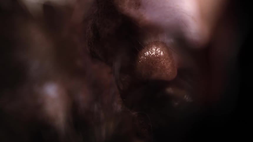 A dreamy and intimate macro shot of a sleeping dog's wet nose twitching as it breathes