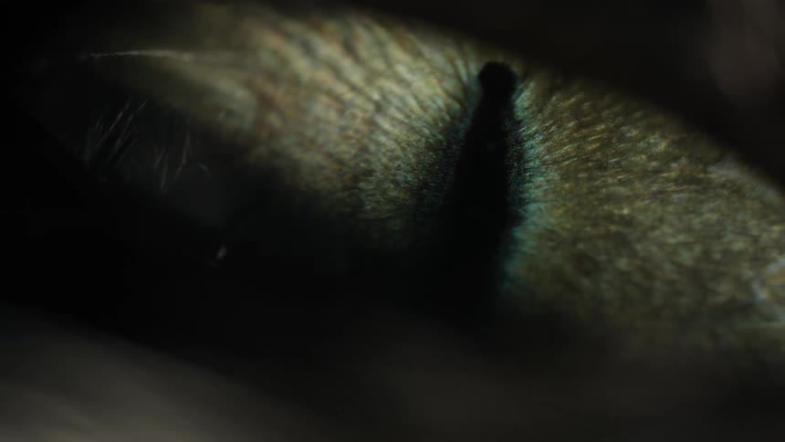 An extreme macro close-up of a cat's green eye shows the pupil dilating and constricting in response to light