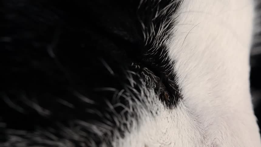 Extreme close-up macro shot of a black and white cat's face, panning from its closed eye to its pink nose