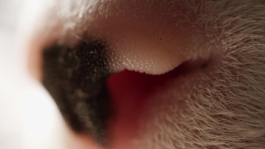 An extreme close-up macro shot of a sleeping dog's nose twitching as it breathes