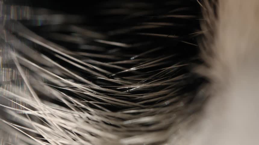 A static macro shot reveals the intricate detail of fine white and black animal fur