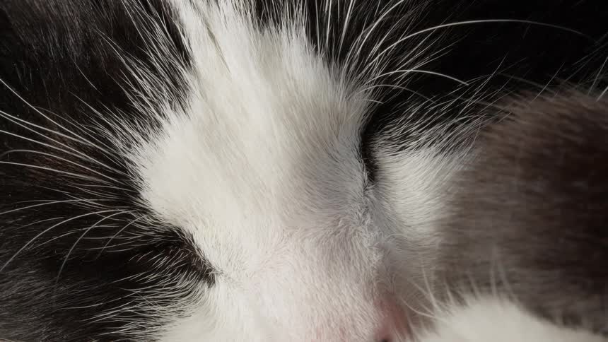A serene macro view of a sleeping tuxedo cat's face with its eyes closed