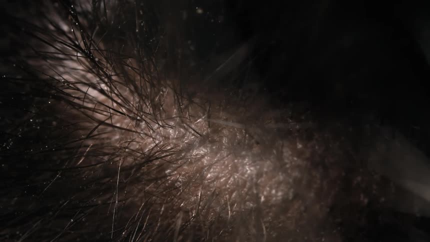 A fine white powder is sprayed onto dark hair in an extreme macro shot