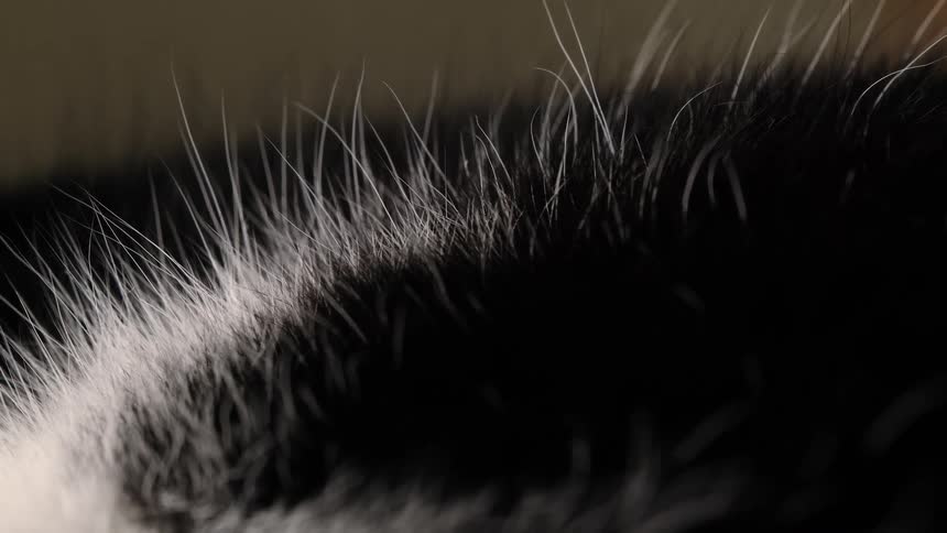 A detailed macro shot captures the soft, breathing movement of black and white animal fur