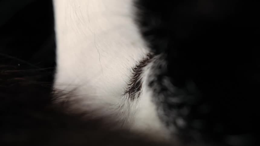 A macro shot focuses on the soft, black and white fur of a resting animal