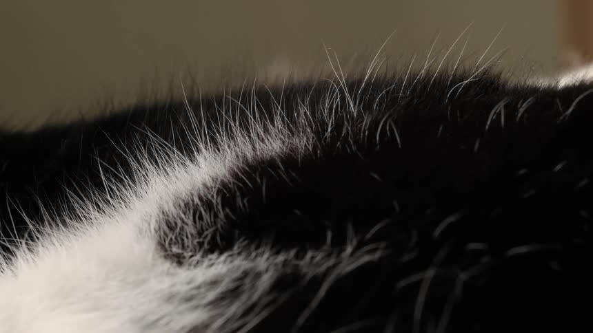 A macro close-up of a black and white domestic cat's fur as it breathes gently