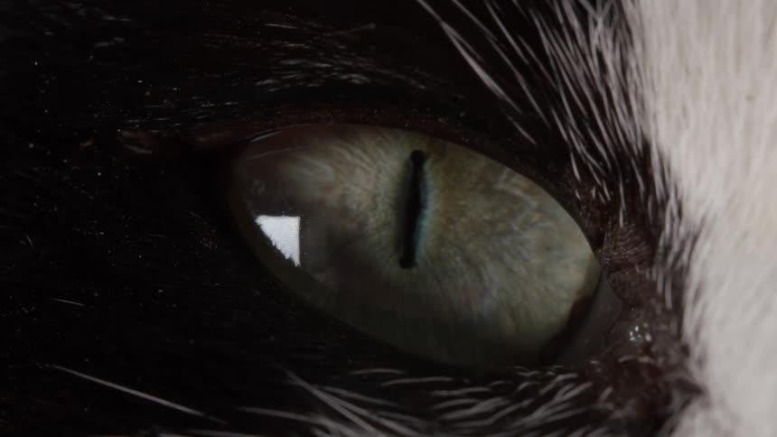 A mesmerizing extreme close-up macro shot of a black and white cat's green eye as the pupil slowly opens and closes