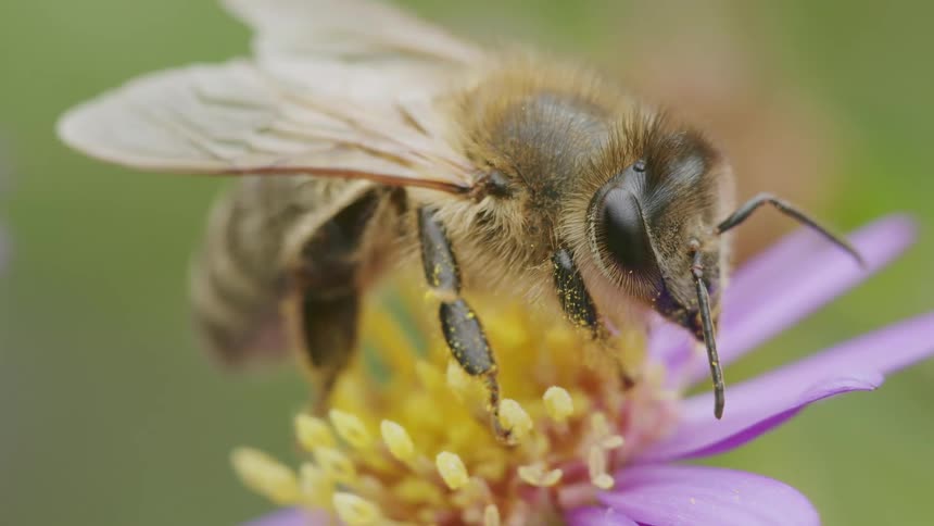 An extreme macro close-up of a honeybee resting on a purple and yellow flower in a garden