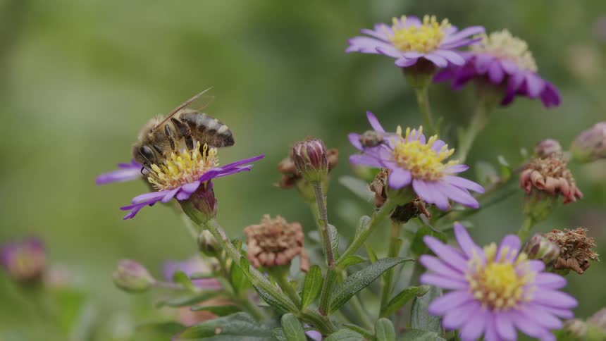 A close-up macro shot of a honeybee gathering nectar from the yellow center of a purple aster flower in a garden
