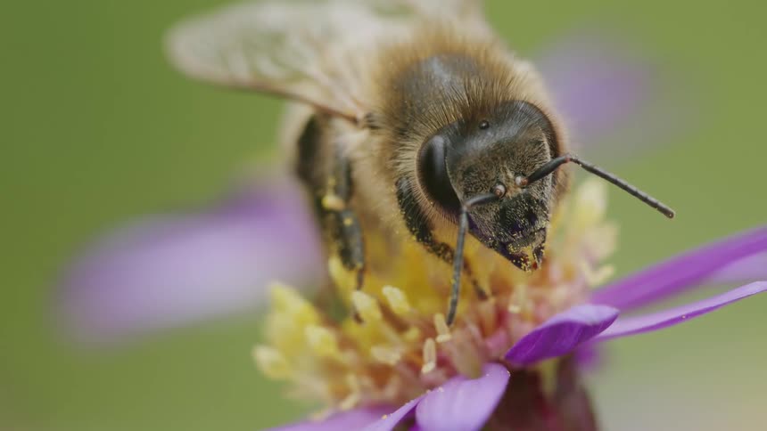 An extreme macro close-up of a honeybee with pollen on its face while resting on a purple and yellow flower