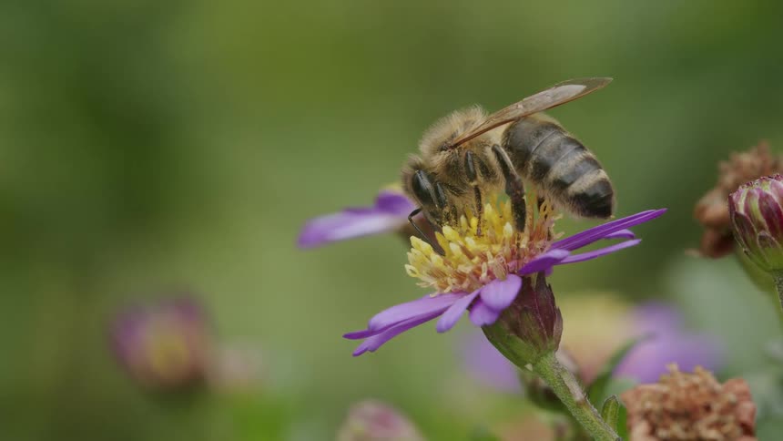 A detailed macro shot captures a honeybee as it diligently collects nectar from the yellow center of a purple aster flower