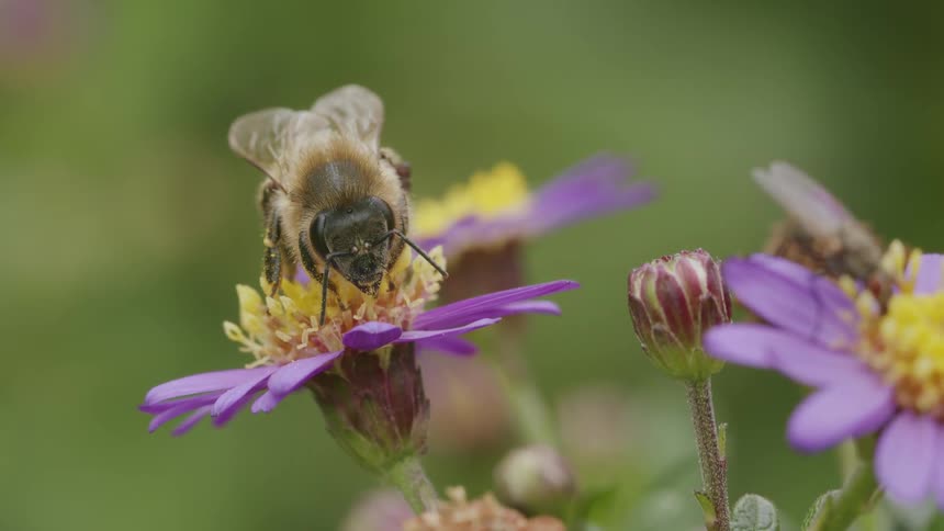 Extreme close-up macro shot of a honeybee gathering nectar from a vibrant purple flower