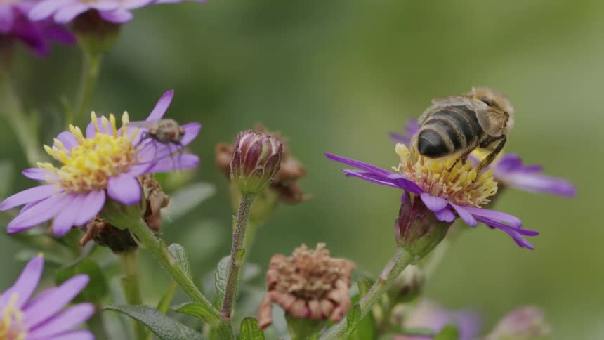 A detailed macro shot captures a honeybee collecting nectar from a vibrant purple aster flower while a small fly rests nearby
