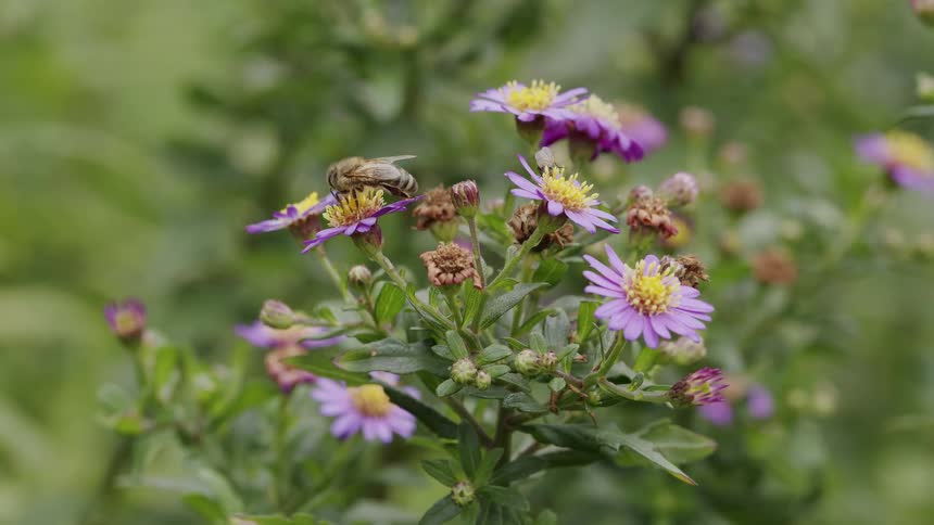 A busy bee pollinates a vibrant purple and yellow aster flower in a lush green garden