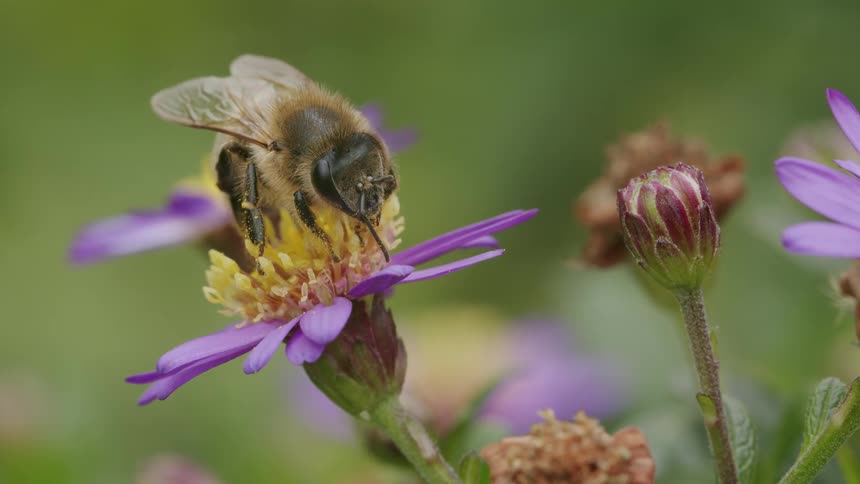 Extreme close-up macro shot of a honeybee gathering nectar from a purple and yellow flower