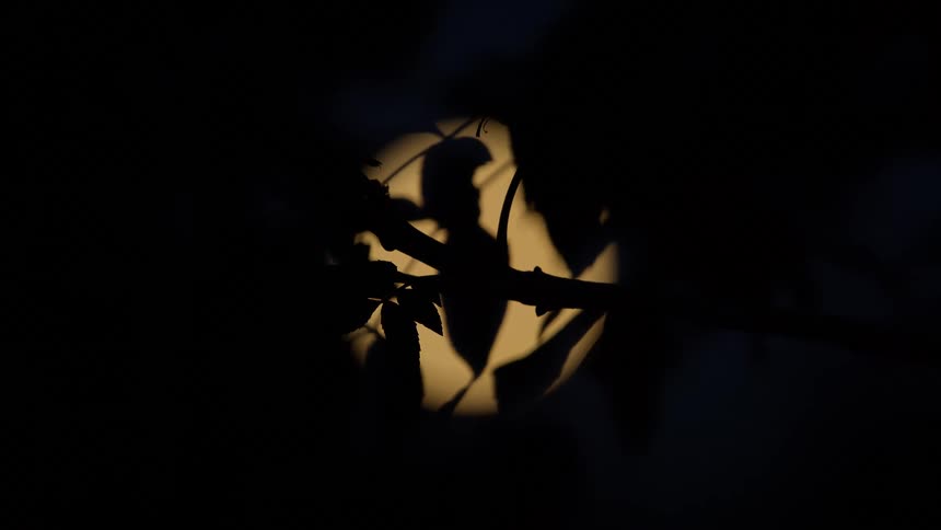 A bright full moon glows in the dark night sky, silhouetting the branches and leaves of a tree in the foreground