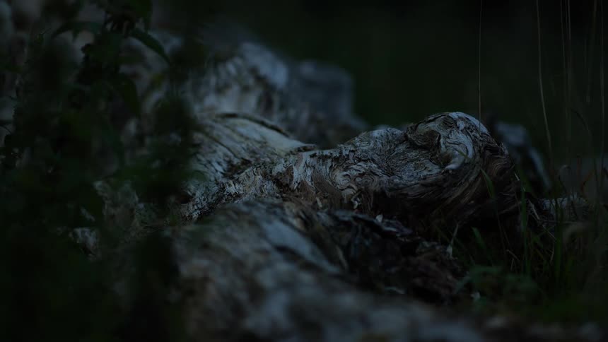 A moody close-up of a weathered and gnarled tree root resting in the grass on a dark forest floor