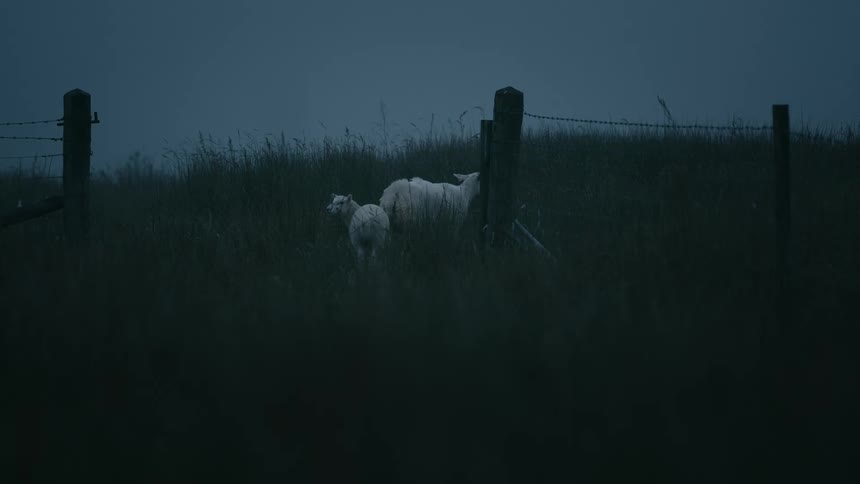 A sheep and its lamb stand in a dark, moody pasture at dusk next to a barbed wire fence
