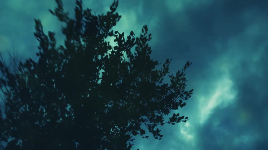 A dark tree thrashes violently in the wind against a spooky, cloudy night sky