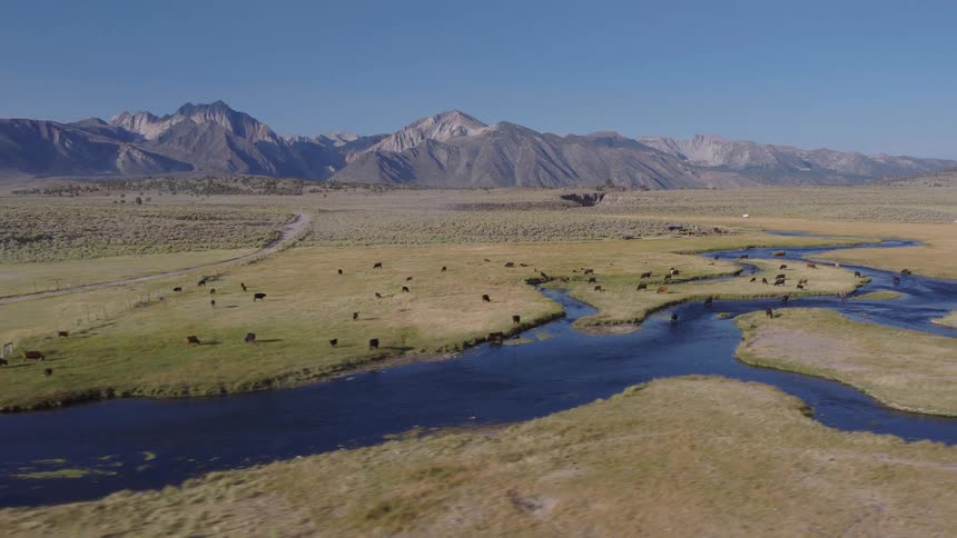 Aerial view of cattle grazing peacefully in a verdant valley with a meandering river, set against the backdrop of a grand mountain range on a clear day
