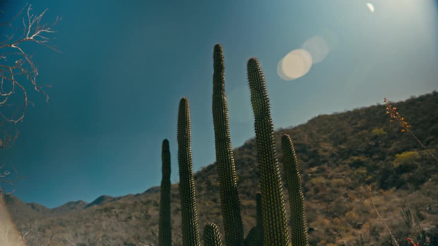 A low-angle fisheye shot of a tall cactus basking in the desert sun with arid mountains in the background