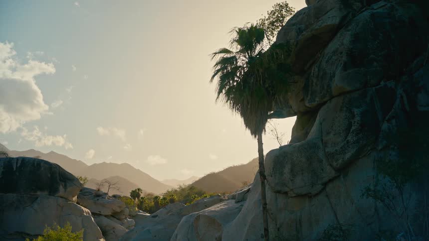 A lone palm tree stands tall among massive rock formations in a tranquil desert canyon with mountains in the distance