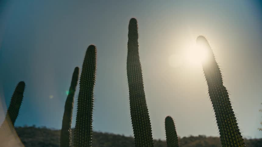 A low-angle shot captures silhouetted cacti reaching towards the bright desert sun