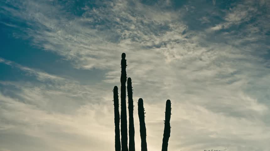 A tall, columnar cactus stands in silhouette against a hazy blue sky filled with wispy white clouds