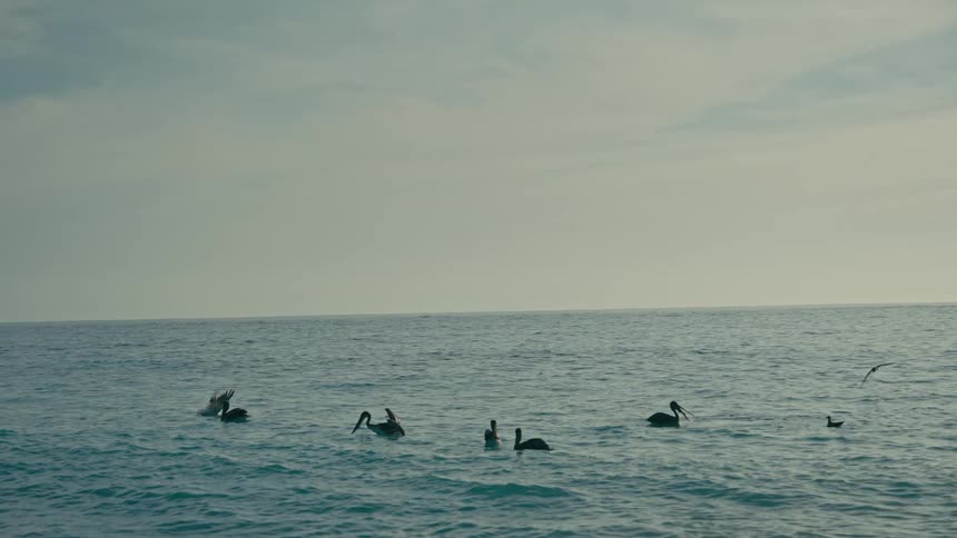 In a slow-motion scene, a pelican dives into the turquoise ocean to join a flock of birds floating on the gentle waves