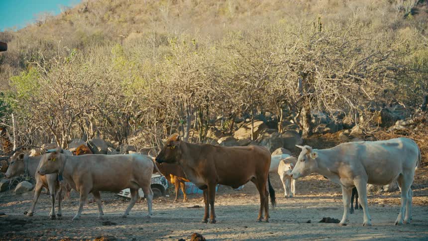 A herd of cows stands together in a dry, dusty field with arid hills and sparse vegetation in the background