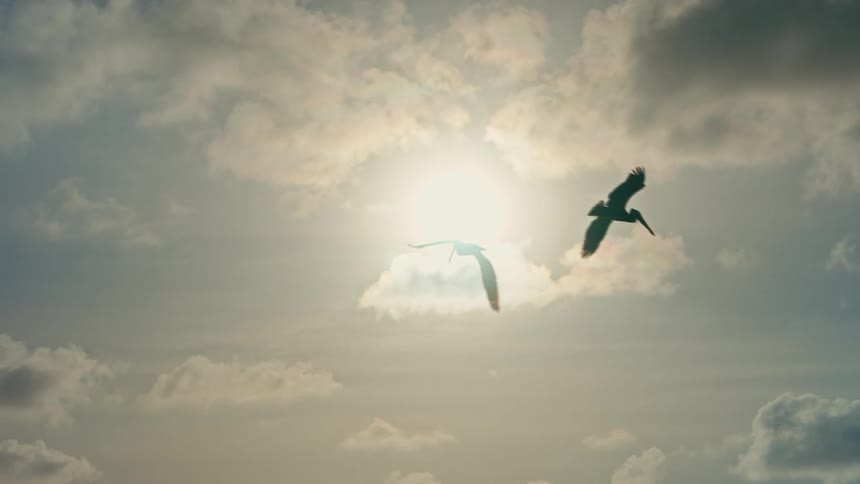 Two majestic pelicans are silhouetted as they fly in slow motion across a bright, sun-filled sky