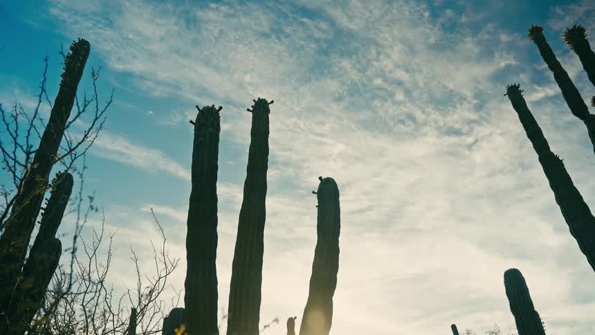 Looking up at towering saguaro cacti silhouetted against a vast blue sky with gentle clouds