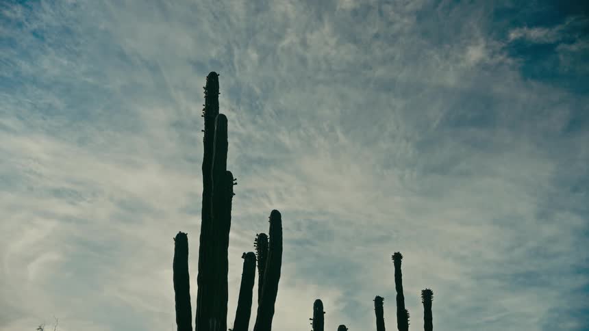 A static, low-angle shot captures the silhouette of a tall saguaro cactus against a vast blue sky filled with wispy clouds