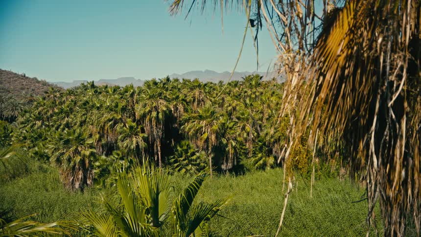 A large bird flies in slow motion over a lush palm tree oasis with arid mountains in the background